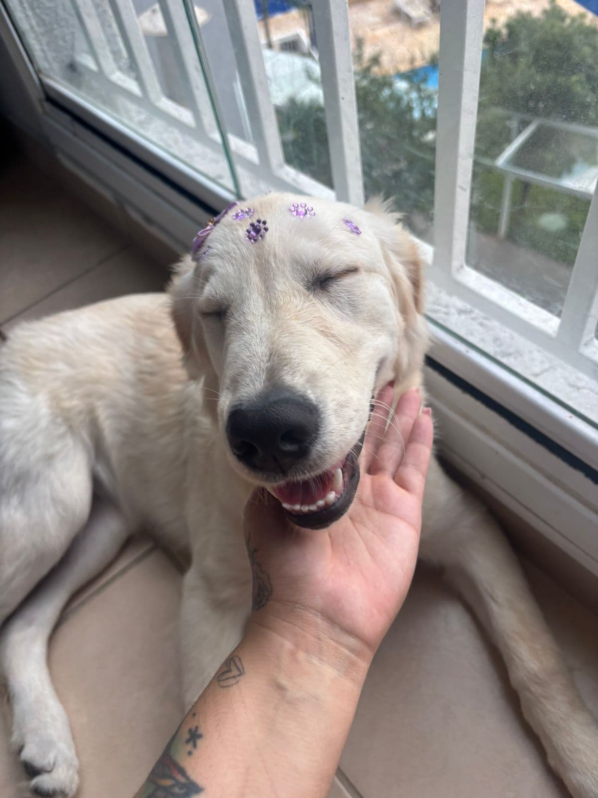 Cachorro sorrindo, sendo acariciado